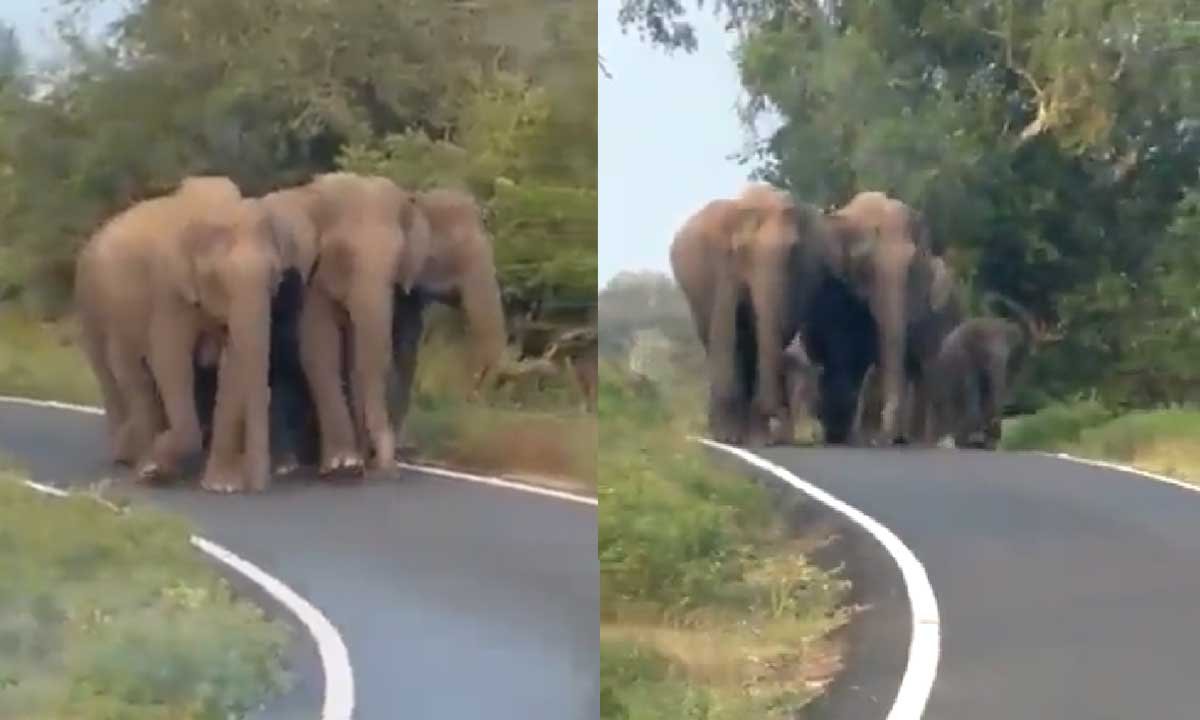 viral, elephant, baby elephant, viral video, zoo, national park