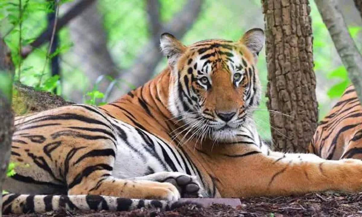 Tigress Nagpur