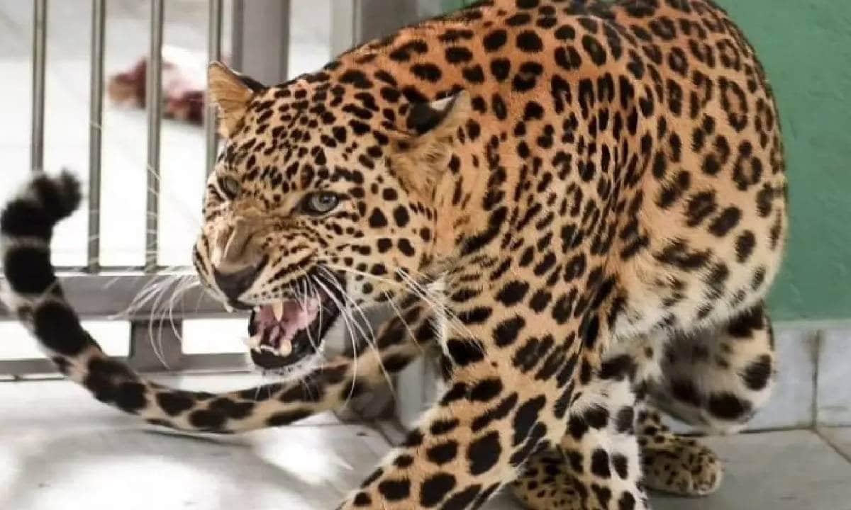 Maharashtra Thane Leopard Attack on Farmer Shahapur