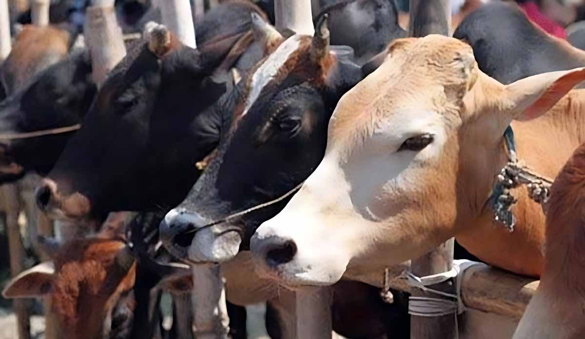beef ban, cow service commission, beef, maharashtra cabinet, gau shaksha