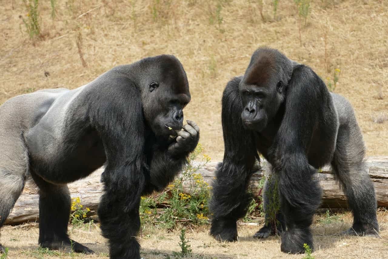 great apes, gorilla