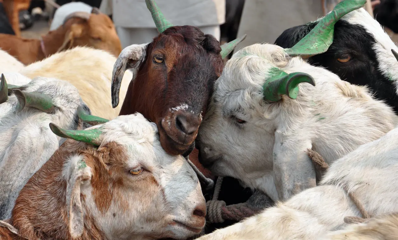 bakrid ban, sambhal, bakri eid, uttar pradesh