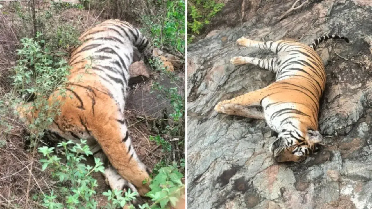 Poisoned For Revenge: Three Held After Tigress, Four Cubs Killed In Karnataka Forest 1 karnataka, tigress, tiger, male hills, cubs