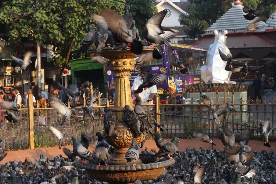 kabootar khana, mumbai, banned, kabootar khanas banned, bmc, maharashtra government