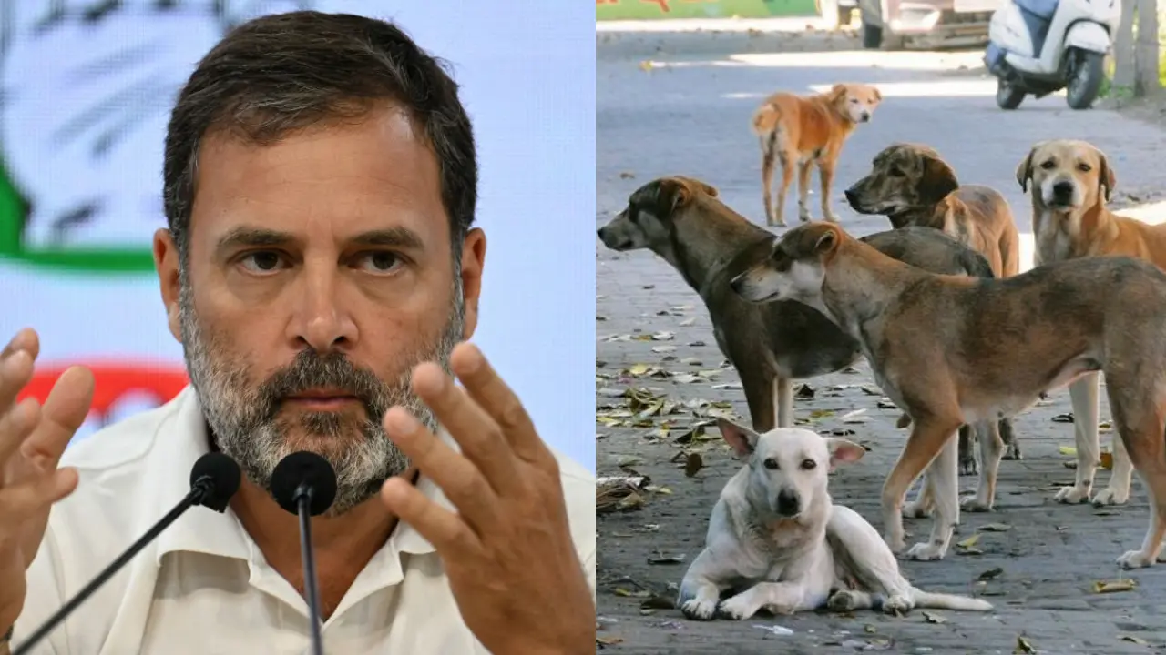 rahul gandhi, street dogs, stray dogs, gandhi, sc, supreme court