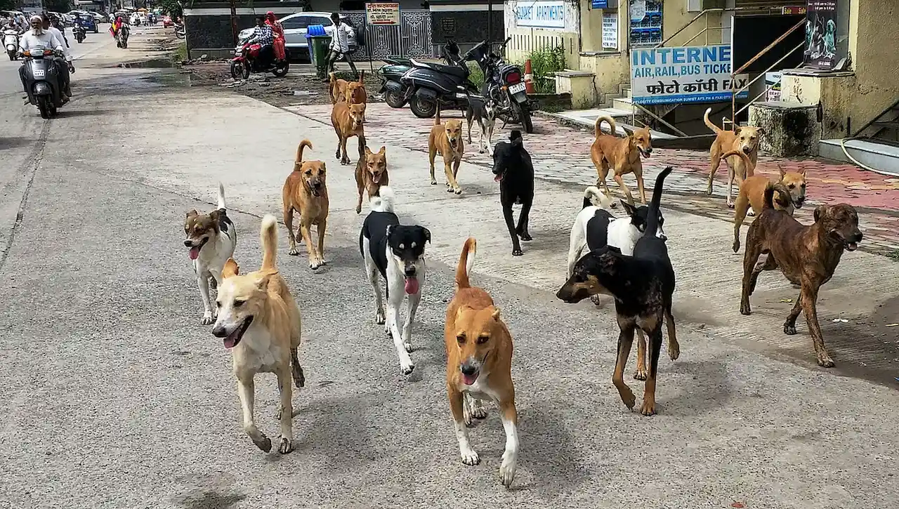 stray dogs, stray dog, mcd, delhi, supreme court, sc