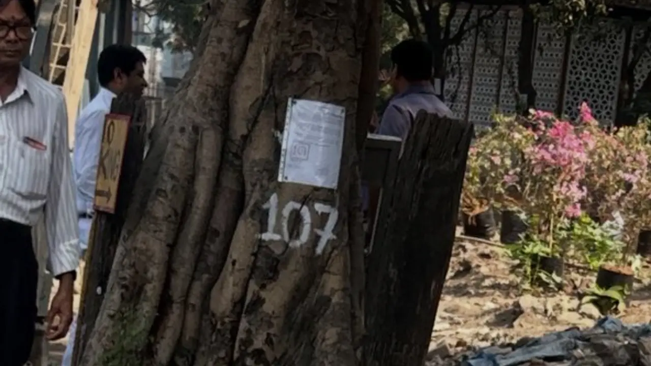 bmc, tree, census, mumbai, brihanmumbai municipal corporation