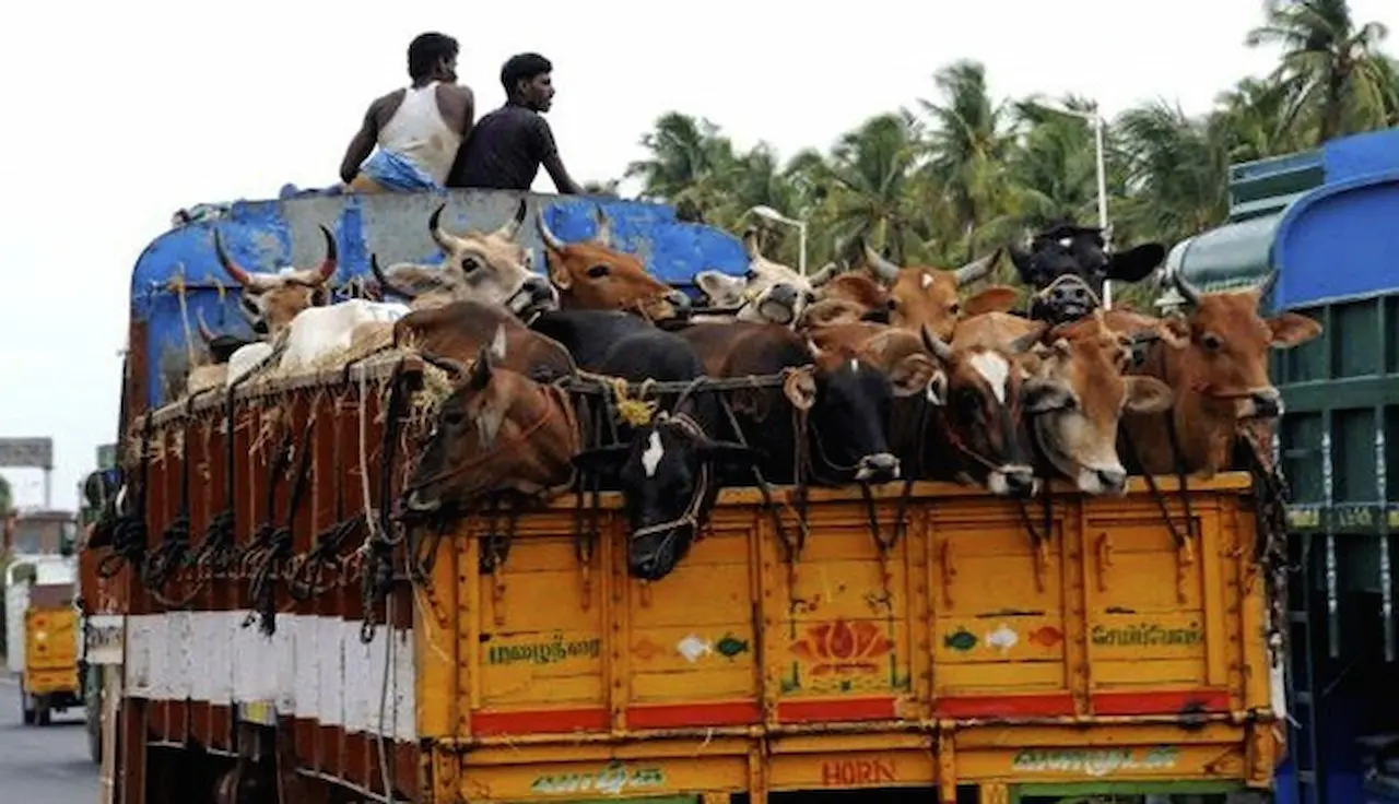 Sc Declines Urgent Hearing On Plea Seeking Complete Ban On Cow Slaughter Ahead Of Bakrid 1 swarajya 2017 04 ffdc93cf 5ac3 4abf 9b13 f1e78922303d Cattle