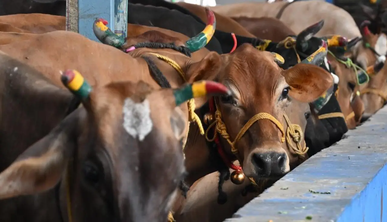 cow slaughter tamil nadu